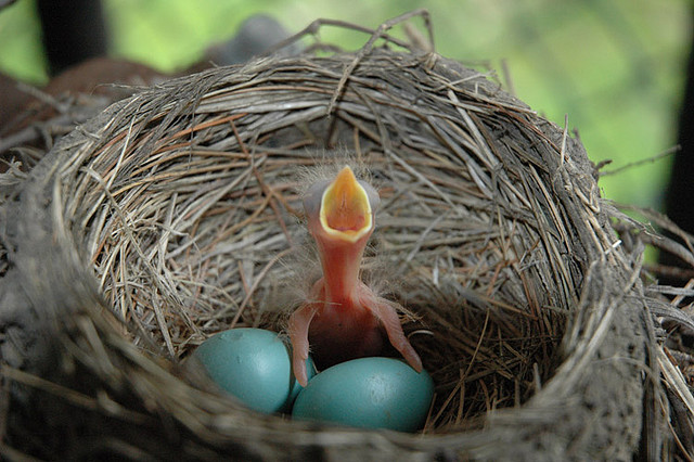 3644871827_e9db136443_z