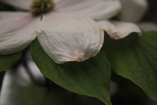 4546479301_278b3283f4_z