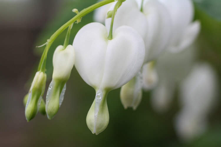 bleeding heart