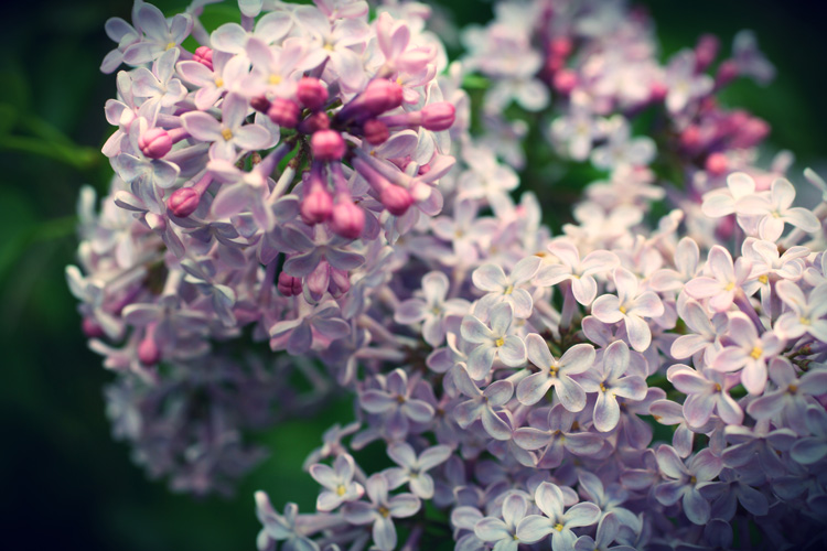 lilac_2