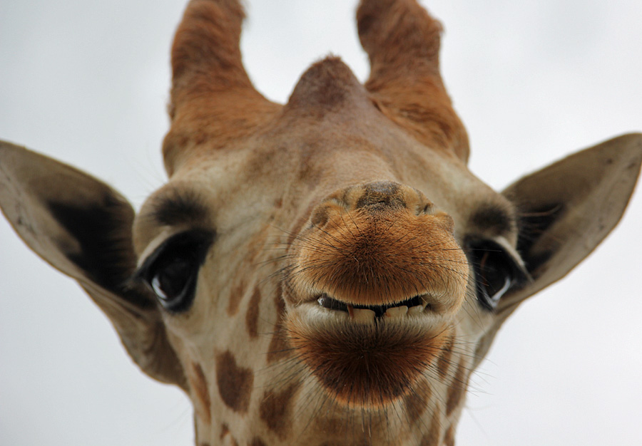 giraffe