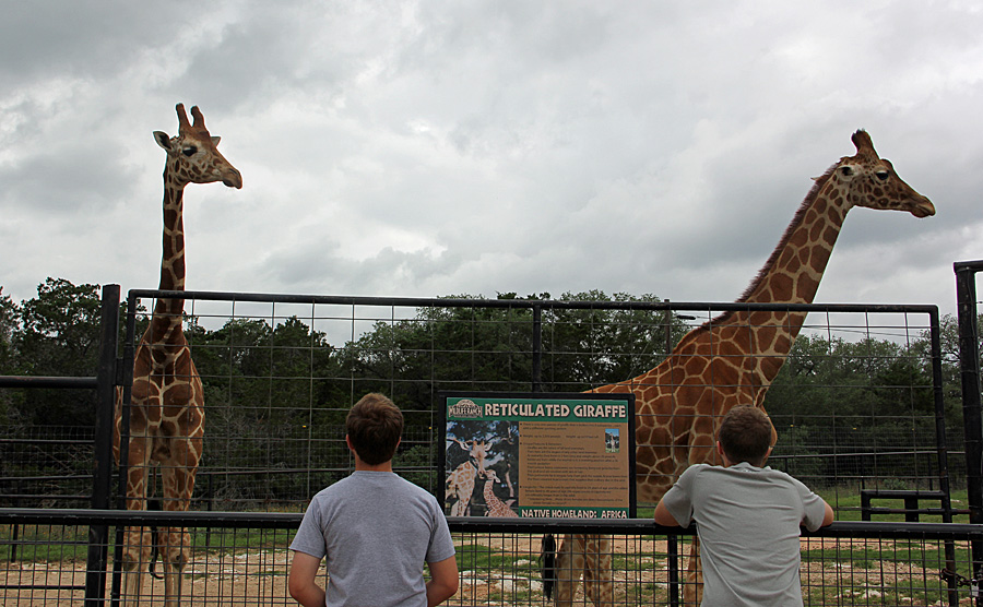 giraffes and boys