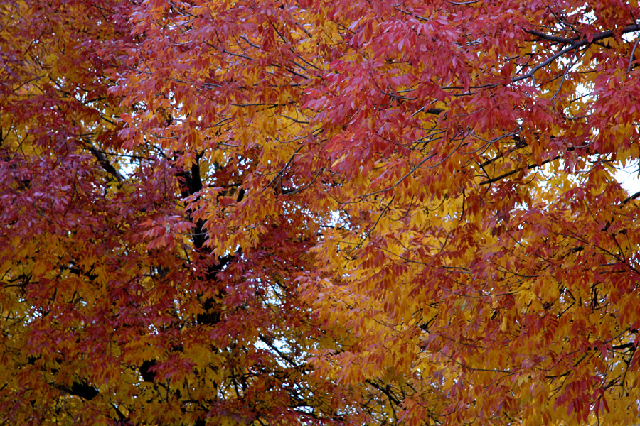 red and yellow leaves