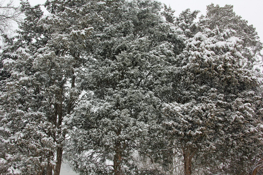 trees in snow 2