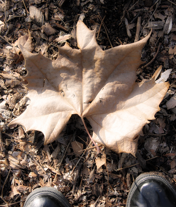 leaf at my feet