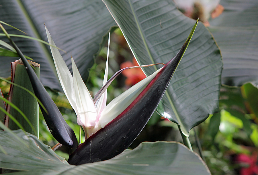 birds of paradise