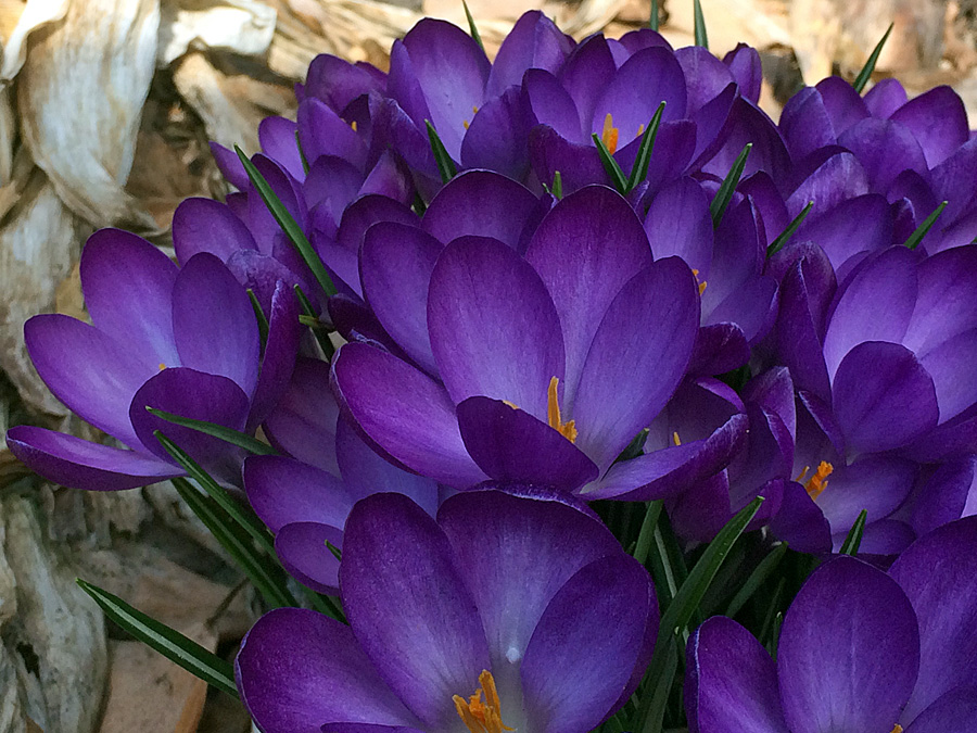 crocus