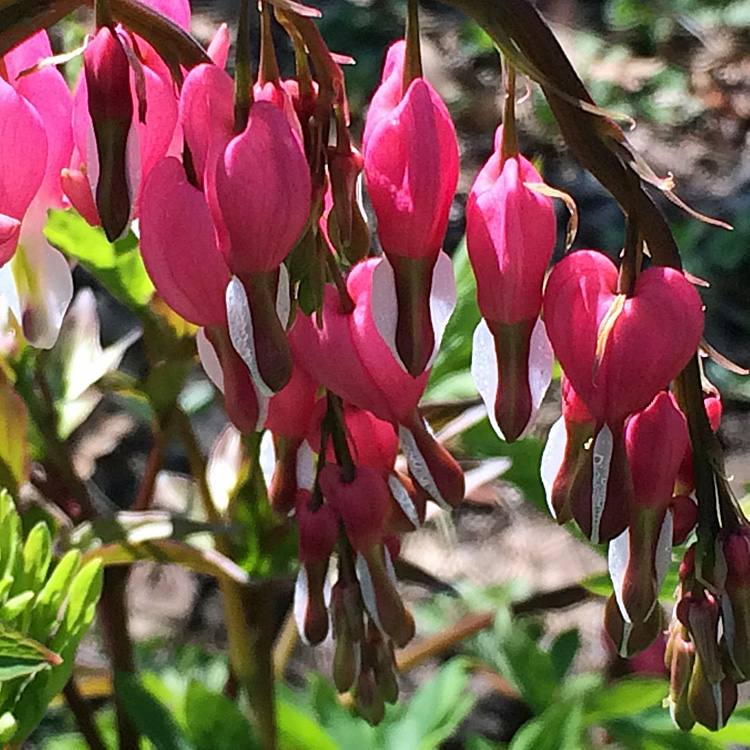 bleeding heart