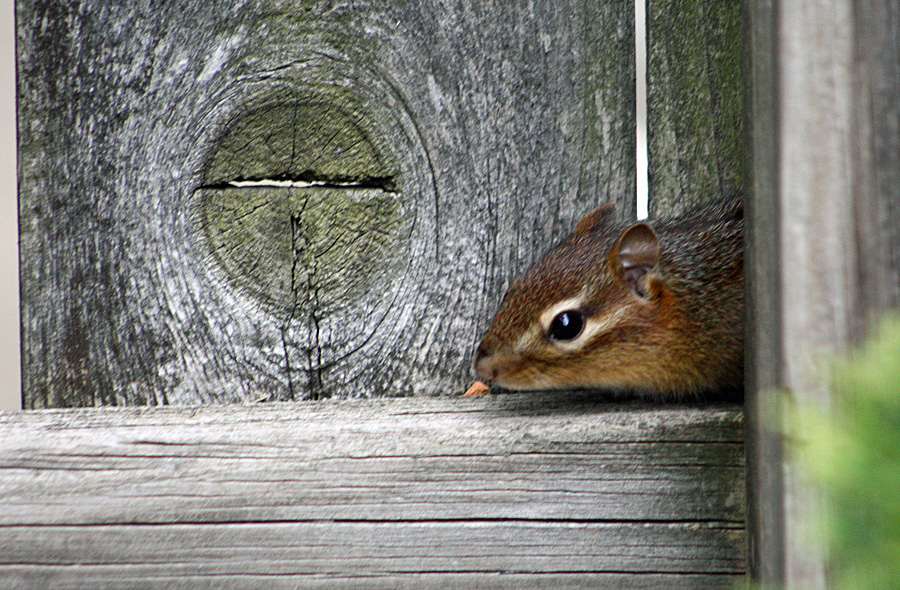 chipmunk peek