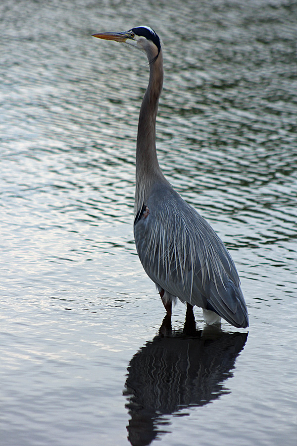 heron