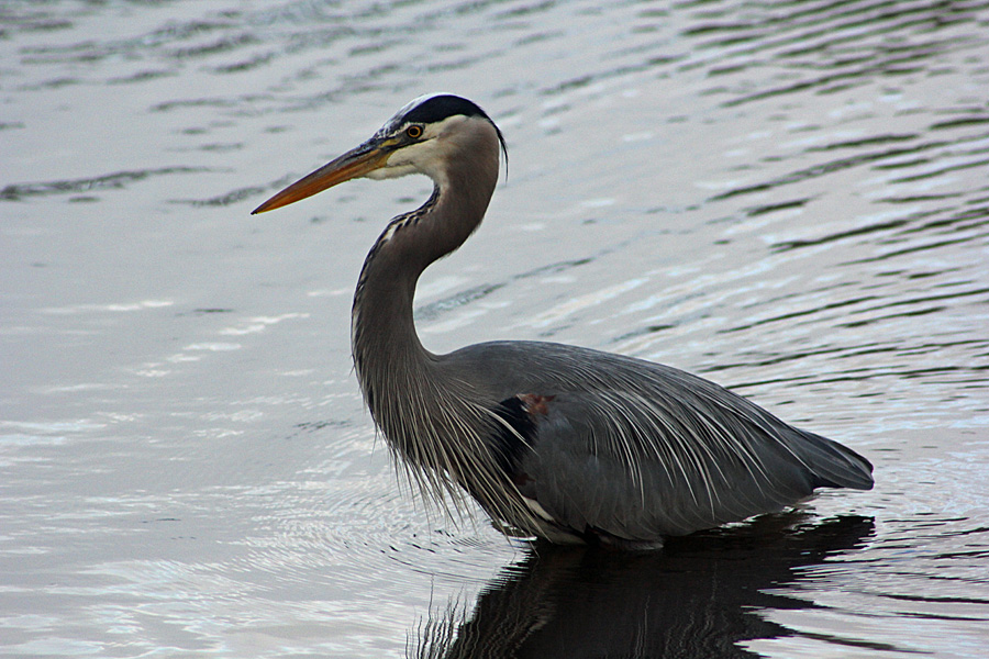 heron2
