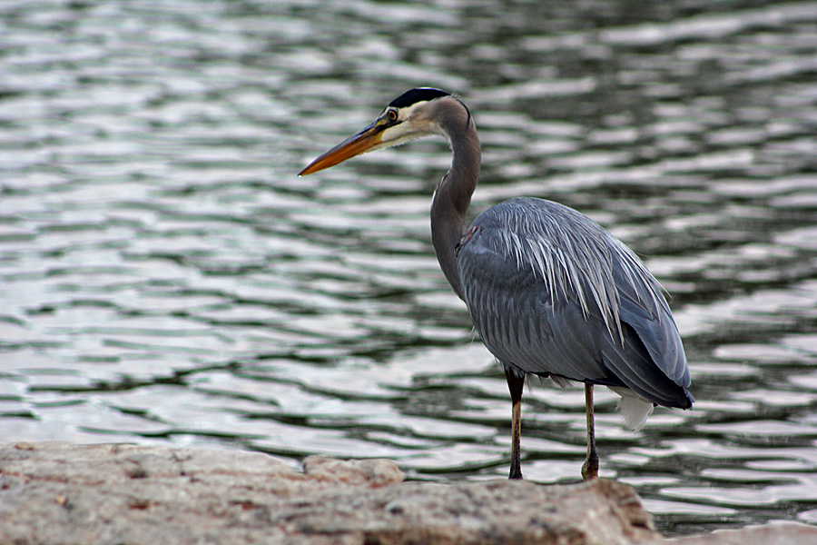 heron4