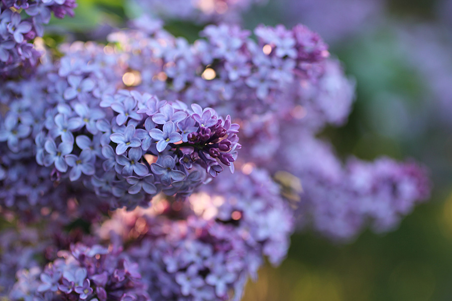 lilacs