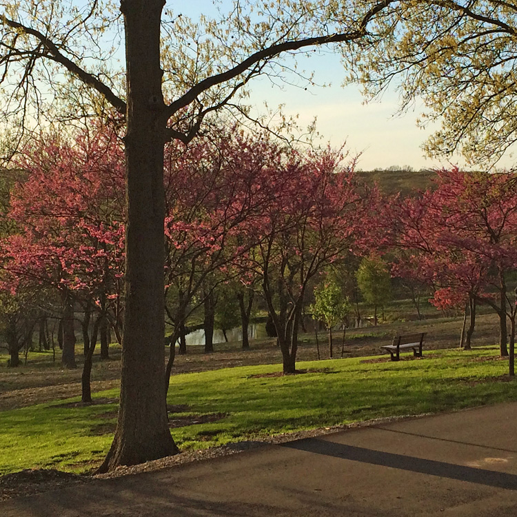 redbud trees