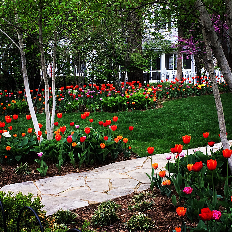 tulip yard