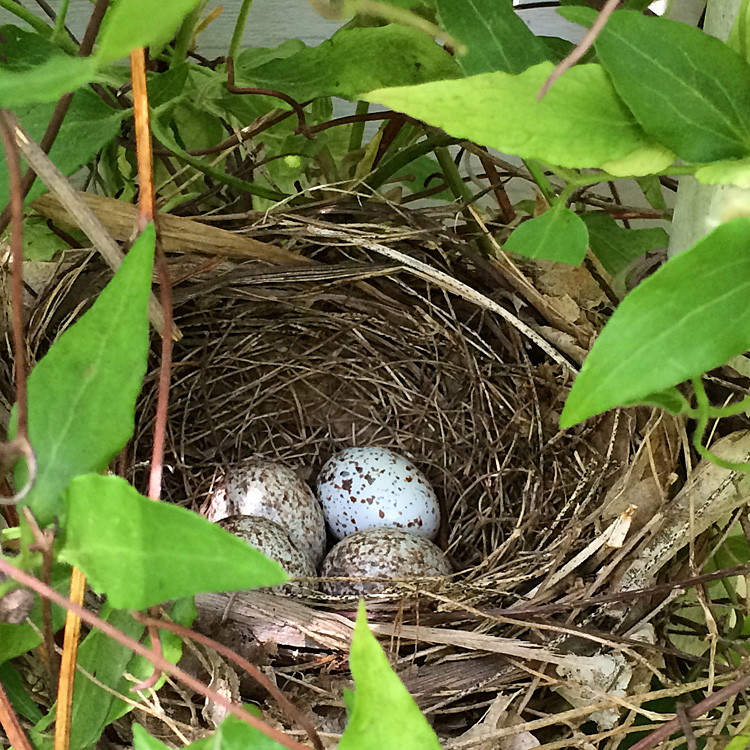 eggs