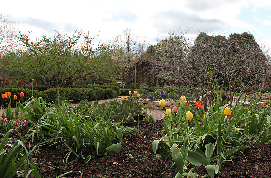 trellis and tulips
