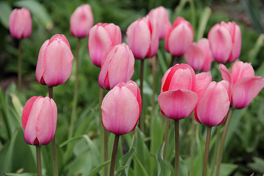 tulips