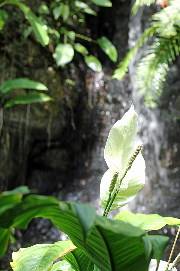peace lily and falls