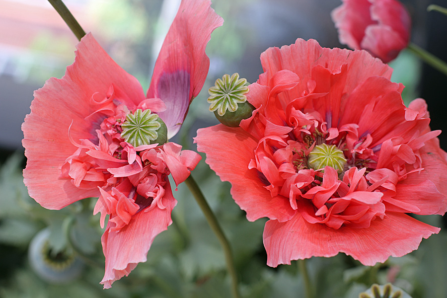 poppies