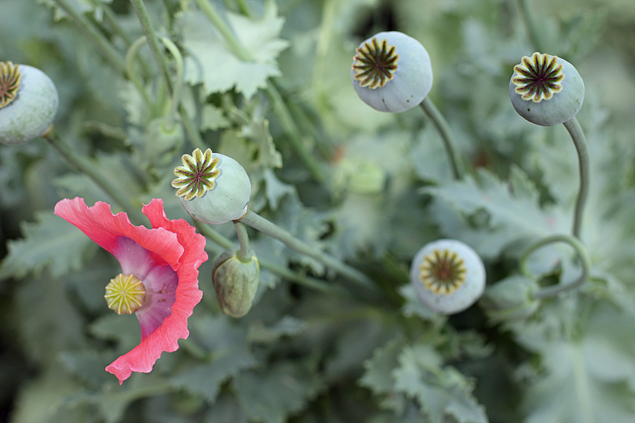 poppy buds