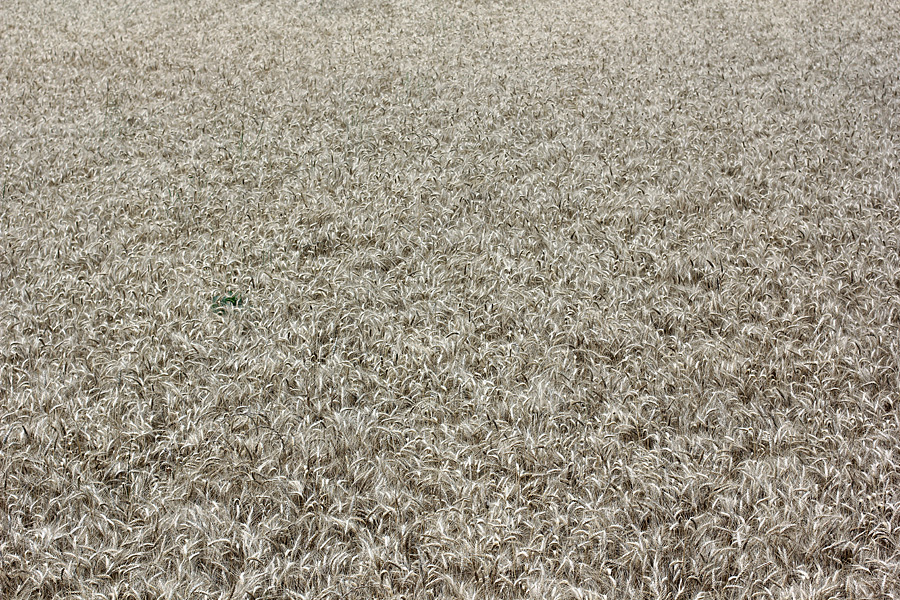 wheat2