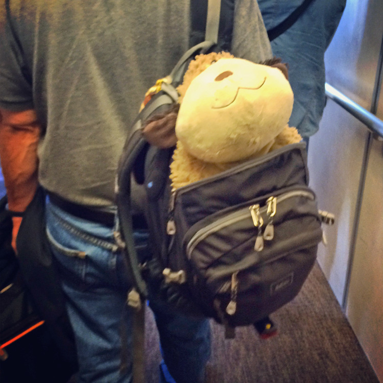 dog backpack