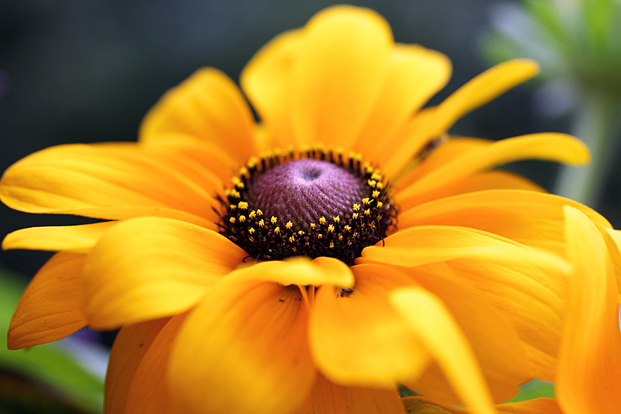 blackeyedsusan3