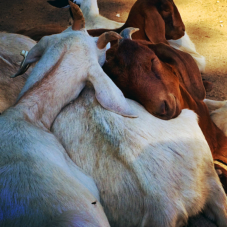 happy goats