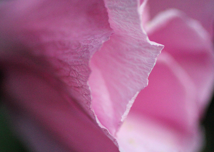 pink petals