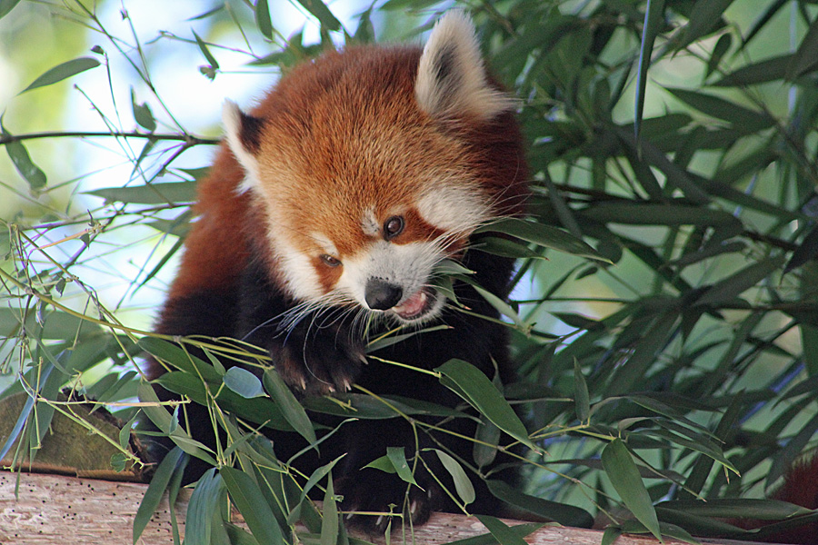 red panda