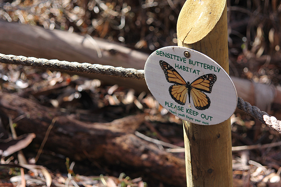butterfly sign2