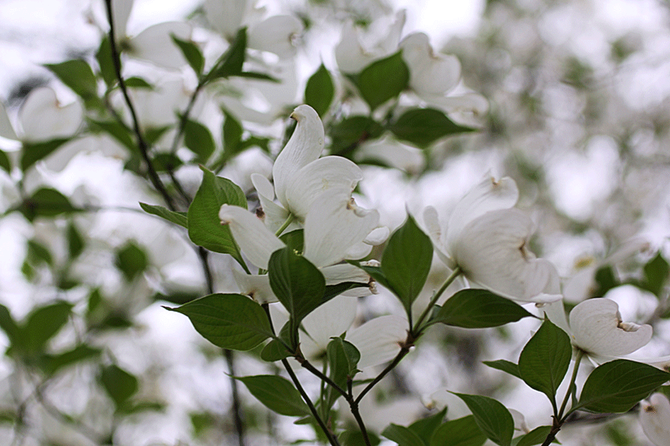 dogwood