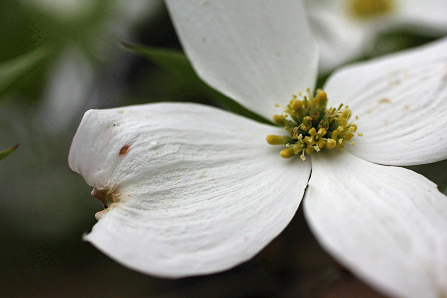 dogwood3
