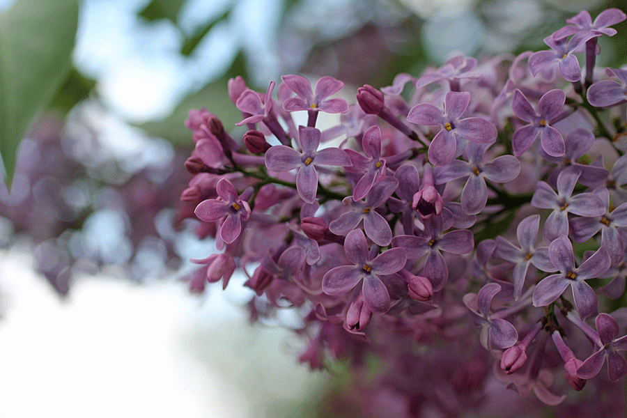 lilacs