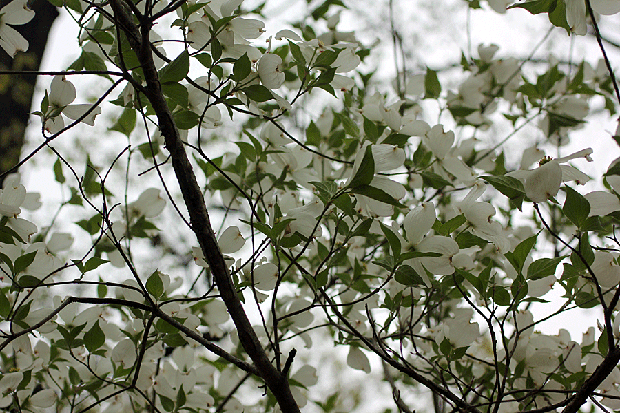 lots-of-dogwood