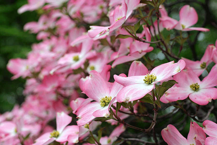 pink-dogwood