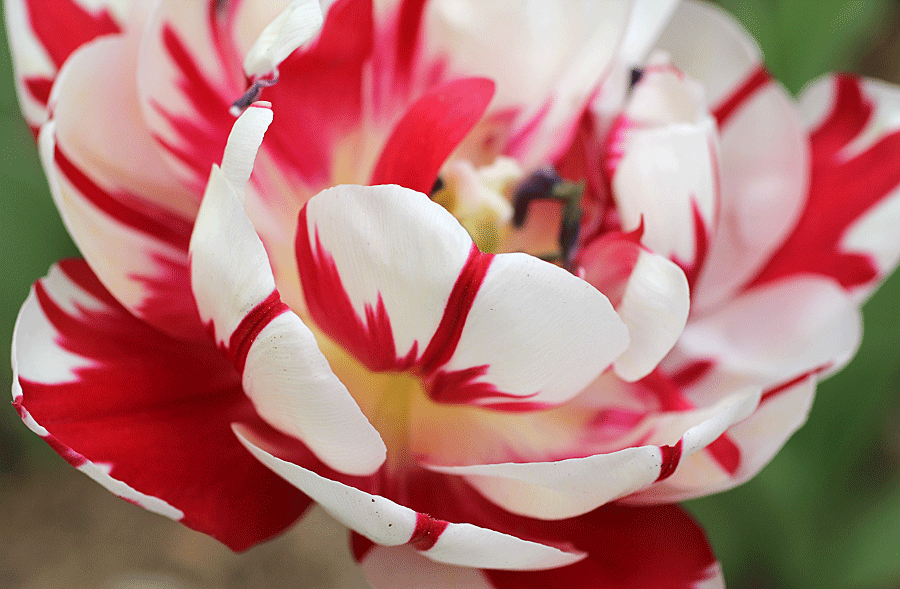 red-and-white-tulip