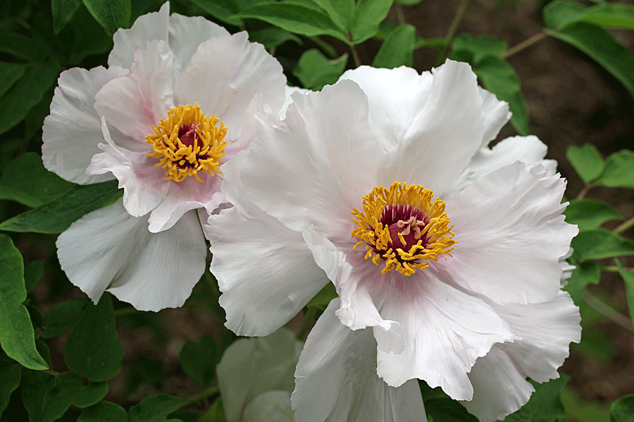 two-white-peonies