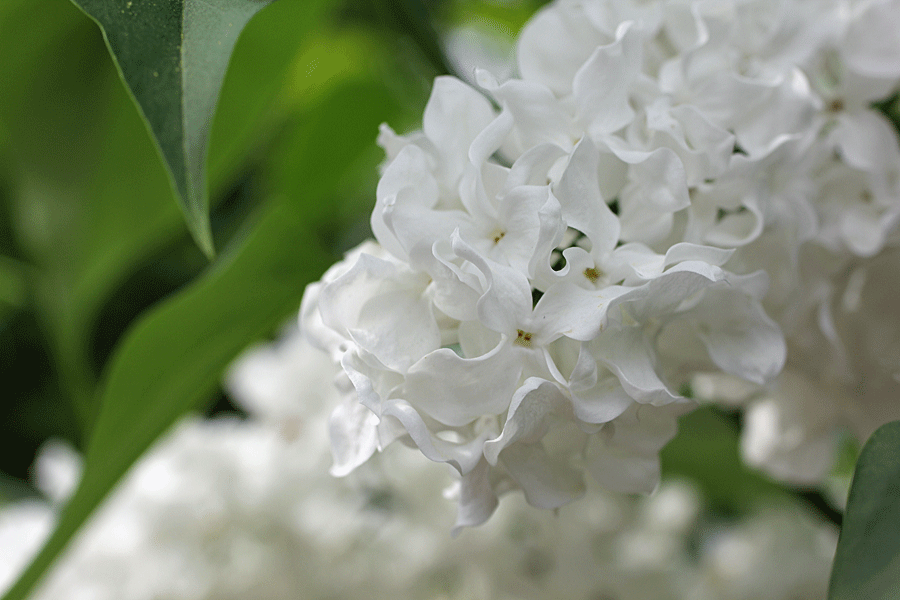 white-lilac2