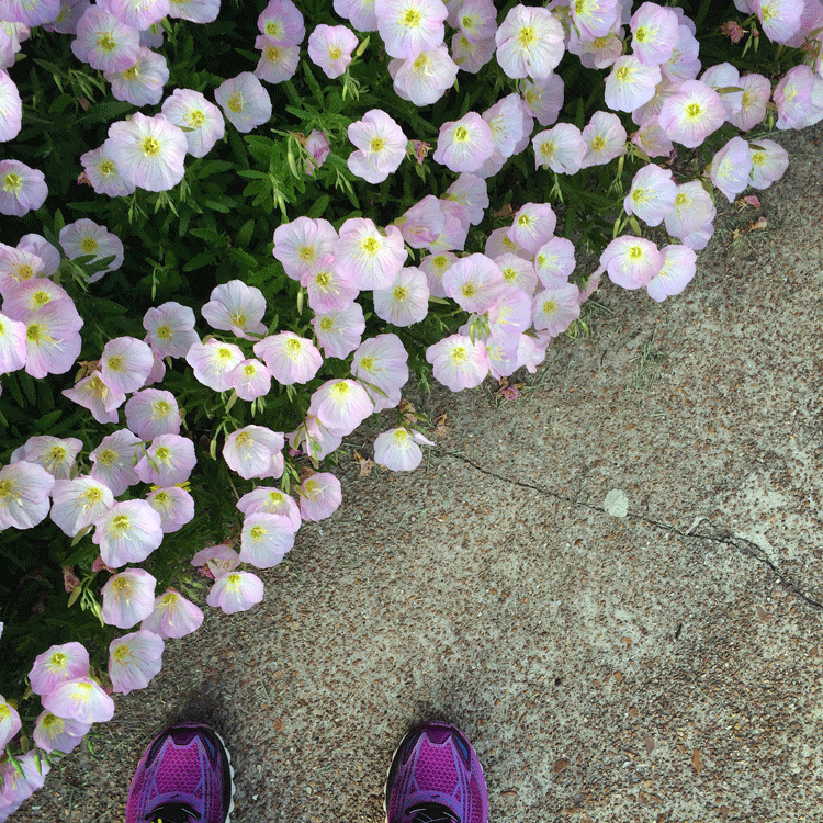 flowers-along-my-path