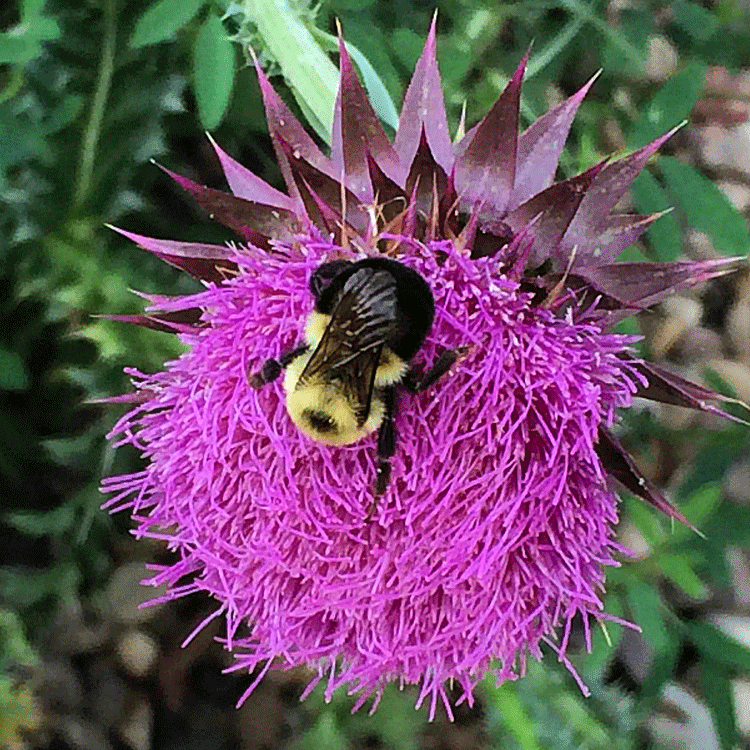 bee