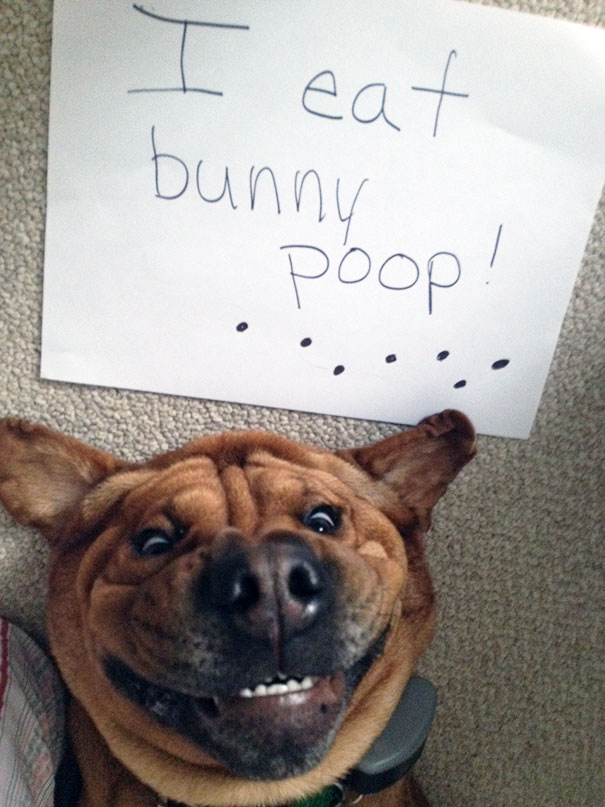 dog-shaming-3__605