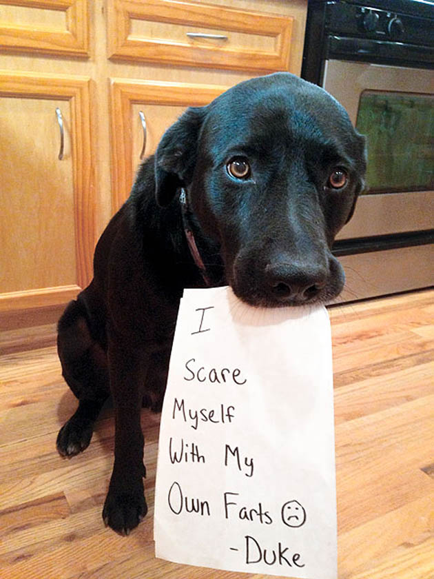 guilty-dog-shaming-fart