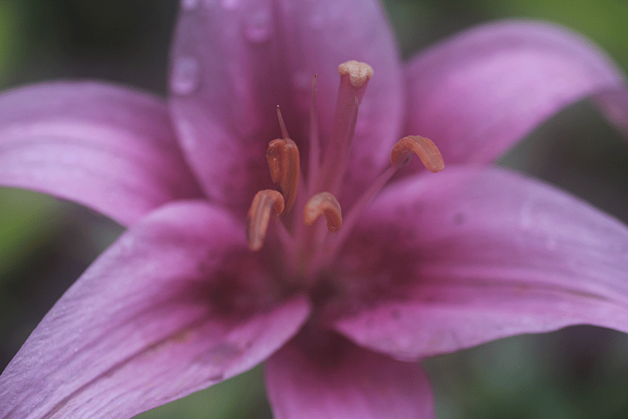 mauve-lily