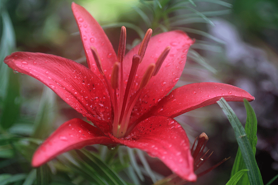 red-lily