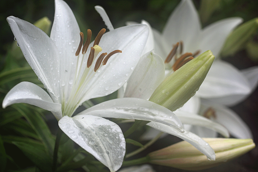 white-lily-wet