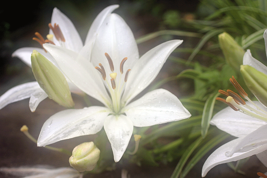 white-lily