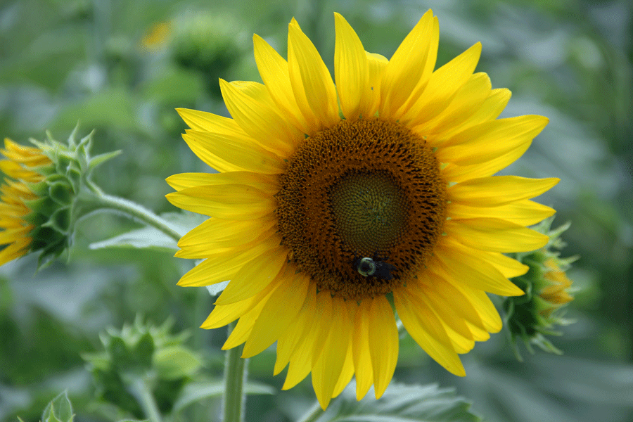 sunflower4