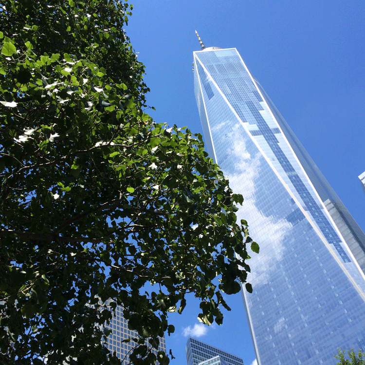 tree-and-wtc